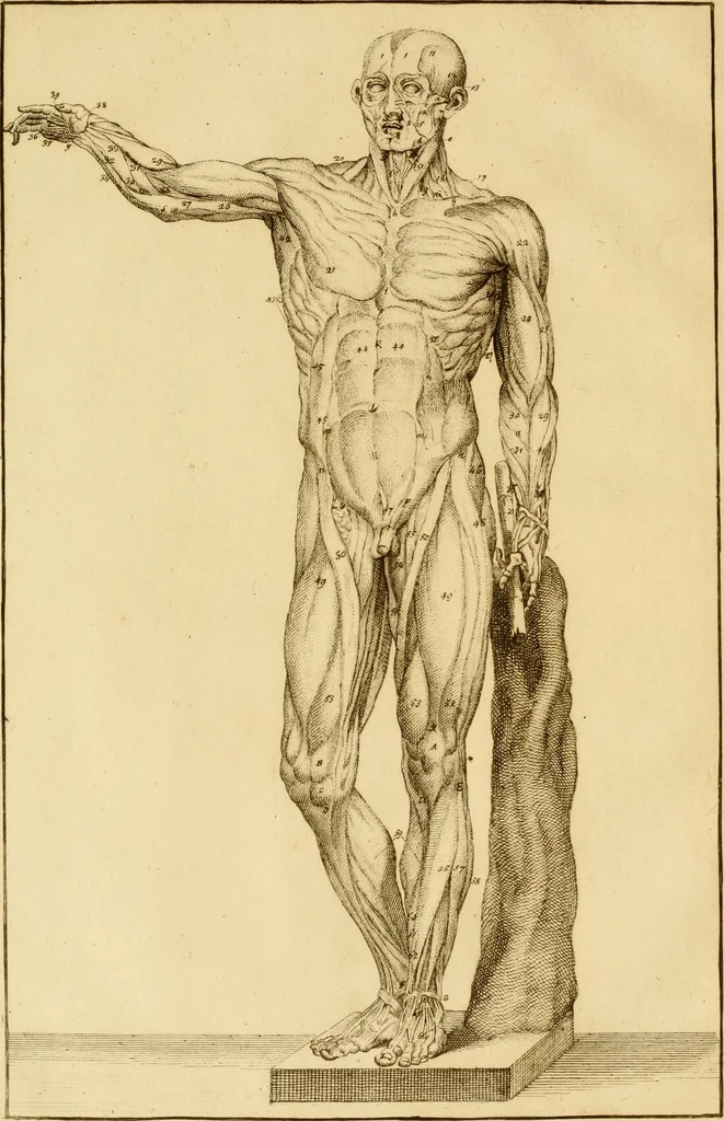 An illustration from Istruzione elementare per gli studiosi della scultura, 1802, leaf 51