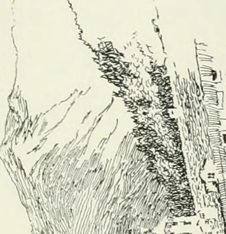 An illustration from Italian backgrounds, 1907, leaf 68