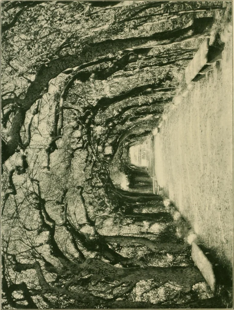 An illustration from Italian villas and their gardens, 1904, leaf 55