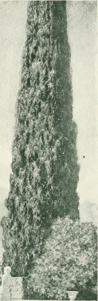 An illustration from Italian villas and their gardens;, 1905, leaf 348