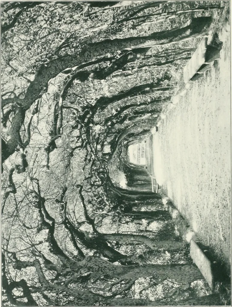 An illustration from Italian villas and their gardens;, 1905, leaf 69