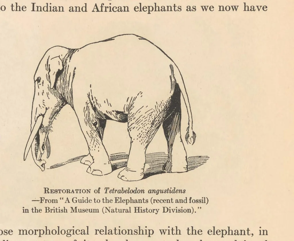 An illustration from Ivory and the elephant in art, in archaeology, and in science, 1916, leaf 479
