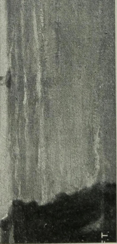 An illustration from IX esposizione internazionale d'arte della citta di Venezia, 1910 : catalogo, 1910, leaf 313