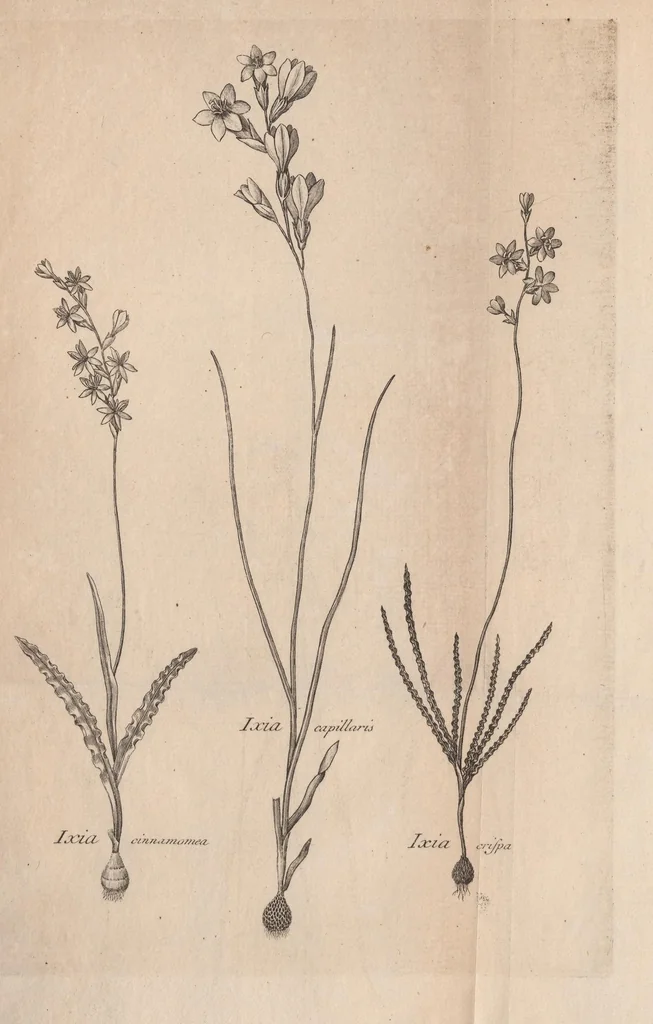 An illustration from Ixia : quam dissertatione botanica delineatam, cons. experient. Fac. Med. Upsal. præside Carol. P. Thunberg ..., 1783, leaf 33