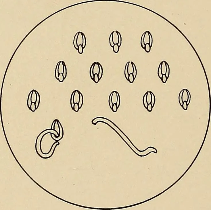 An illustration from Jacobean crewel work and traditional designs, 1900, leaf 11
