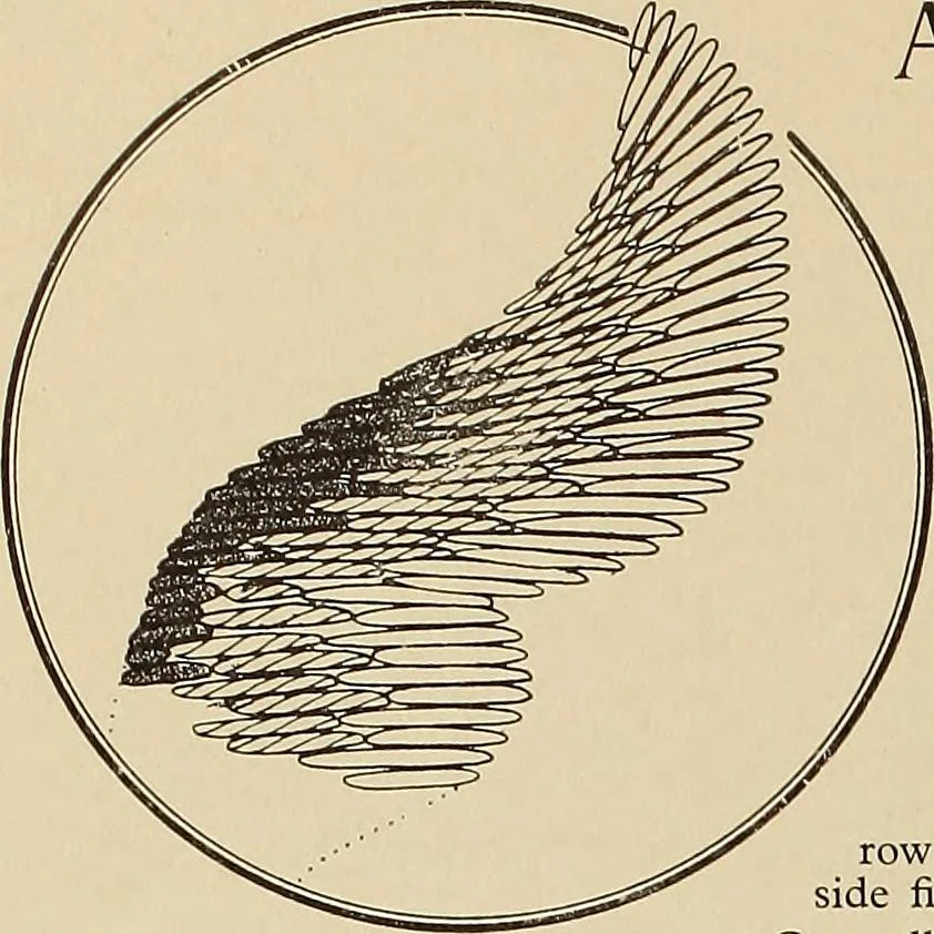 An illustration from Jacobean crewel work and traditional designs, 1900, leaf 19