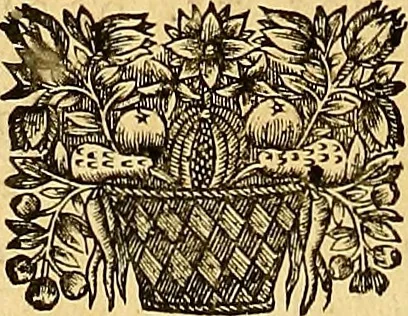 An illustration from Jacobi Cuiacii ic. praestantissimi Opera omnia in decem tomos distributa : quibus continentur tam priora, sive quæ ipse superstes edi curauit; quam posteriora, sive quae post obitum eius edita sunt, vel nunc primum prodeunt, 1658, leaf 25