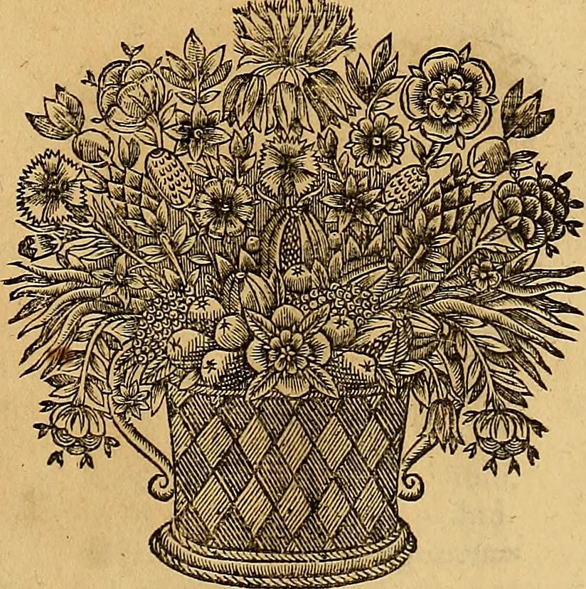 An illustration from Jacobi Cuiacii ic. praestantissimi Opera omnia in decem tomos distributa : quibus continentur tam priora, sive quæ ipse superstes edi curauit; quam posteriora, sive quae post obitum eius edita sunt, vel nunc primum prodeunt, 1658, leaf 80