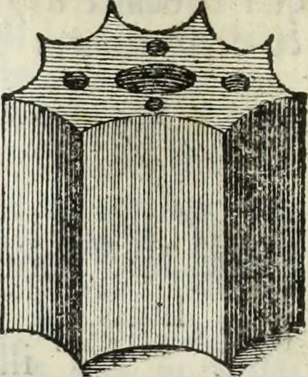 An illustration from Jacobi Martorellii Neapolitani De regia theca calamaria in regia academia litterarum Graecarum professoris sive melanodocheioi ejusque ornamentis, 1756, leaf 127