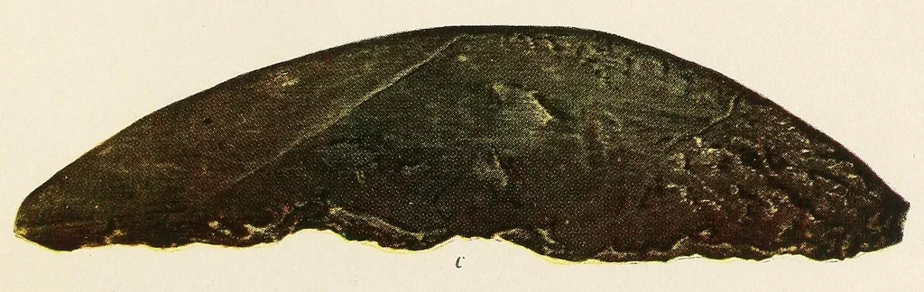 An illustration from Jade in British Columbia and Alaska, and its use by the natives, 1923, leaf 101