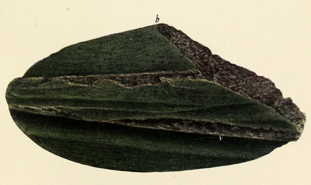 An illustration from Jade in British Columbia and Alaska, and its use by the natives, 1923, leaf 29