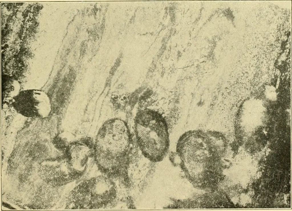 An illustration from Jahrbuch der hamburgischen Wissenschaftlichen Anstalten, 1883, leaf 384