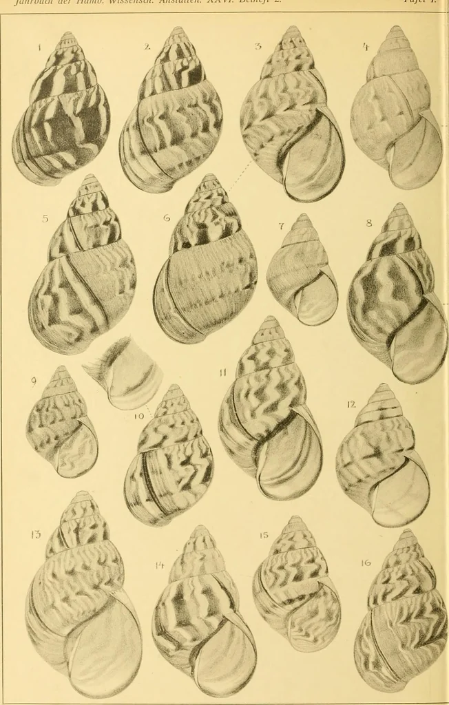 An illustration from Jahrbuch der hamburgischen Wissenschaftlichen Anstalten, 1883, leaf 715