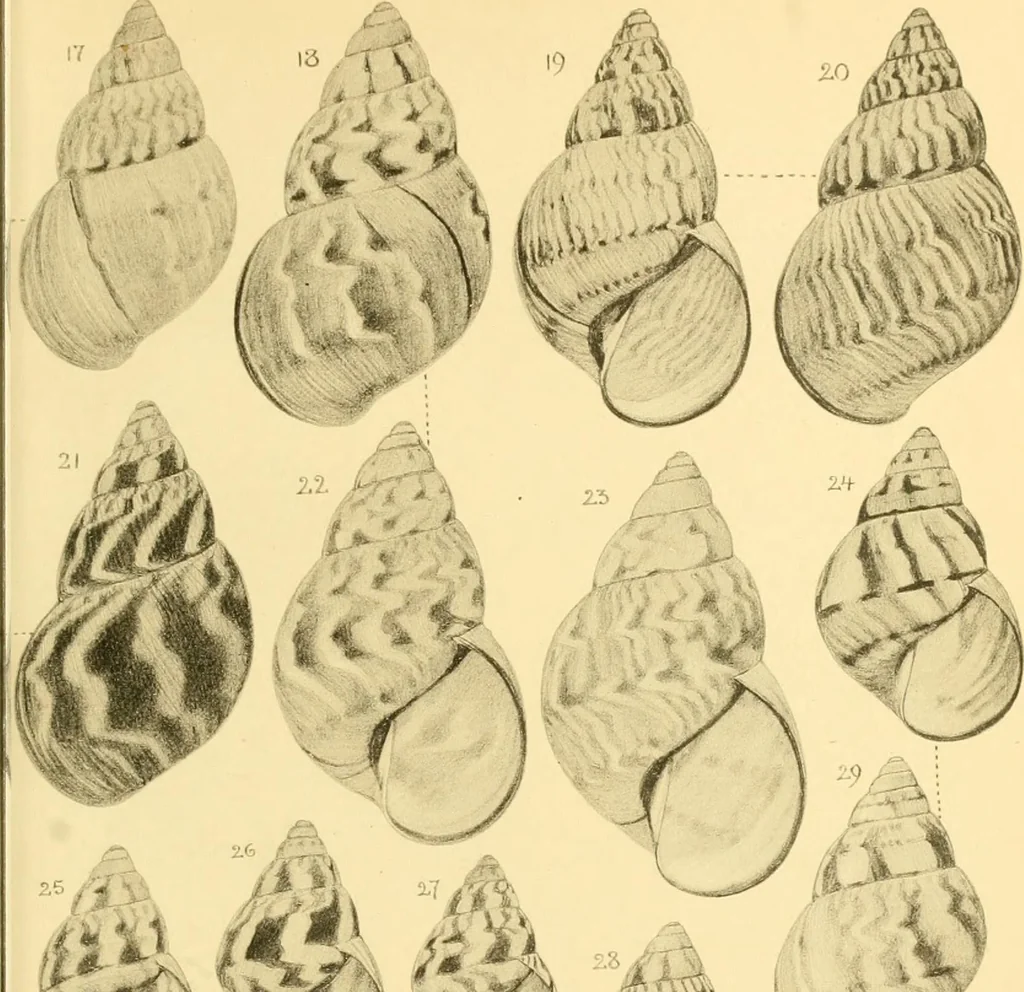 An illustration from Jahrbuch der hamburgischen Wissenschaftlichen Anstalten, 1883, leaf 716