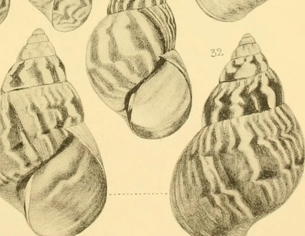 An illustration from Jahrbuch der hamburgischen Wissenschaftlichen Anstalten, 1883, leaf 716