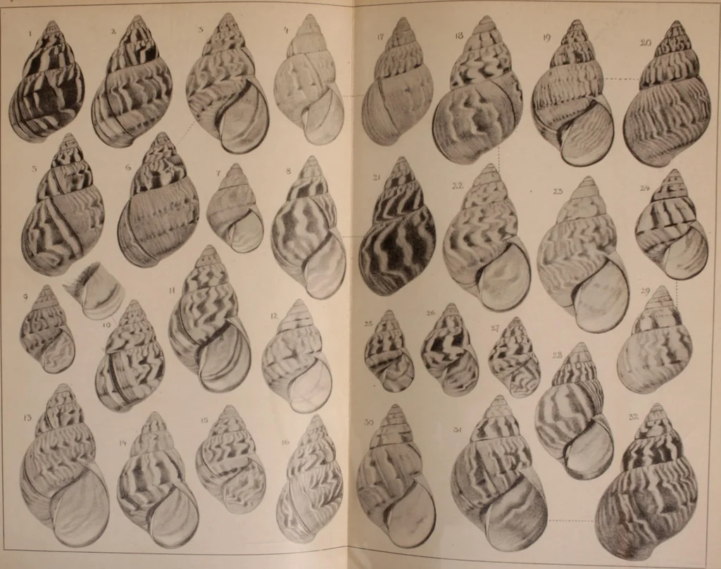 An illustration from Jahrbuch der hamburgischen Wissenschaftlichen Anstalten, 1883, leaf 718