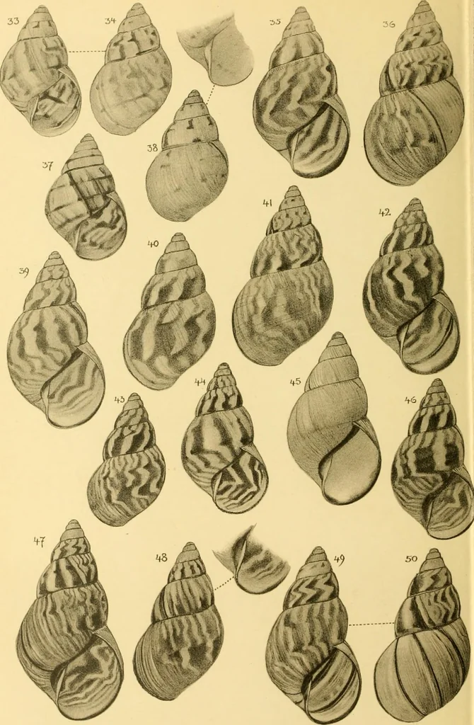 An illustration from Jahrbuch der hamburgischen Wissenschaftlichen Anstalten, 1883, leaf 721