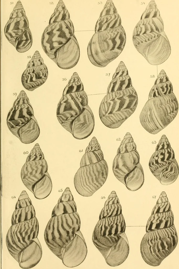 An illustration from Jahrbuch der hamburgischen Wissenschaftlichen Anstalten, 1883, leaf 722
