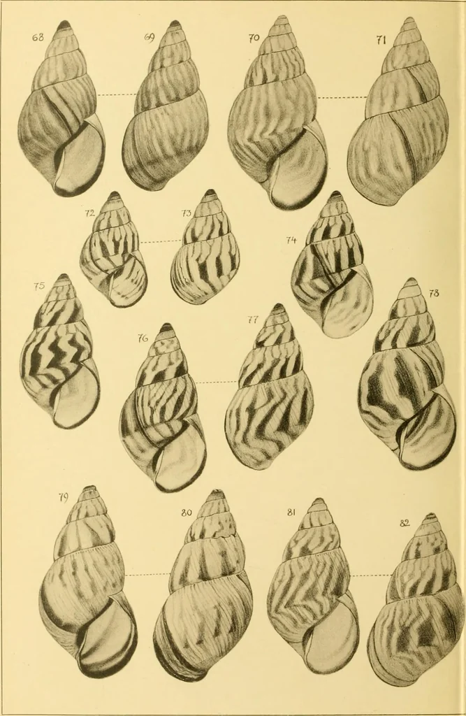 An illustration from Jahrbuch der hamburgischen Wissenschaftlichen Anstalten, 1883, leaf 727