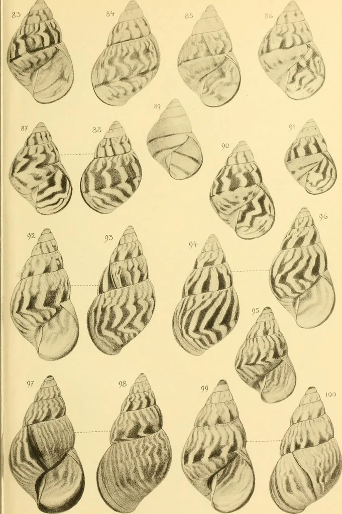 An illustration from Jahrbuch der hamburgischen Wissenschaftlichen Anstalten, 1883, leaf 728