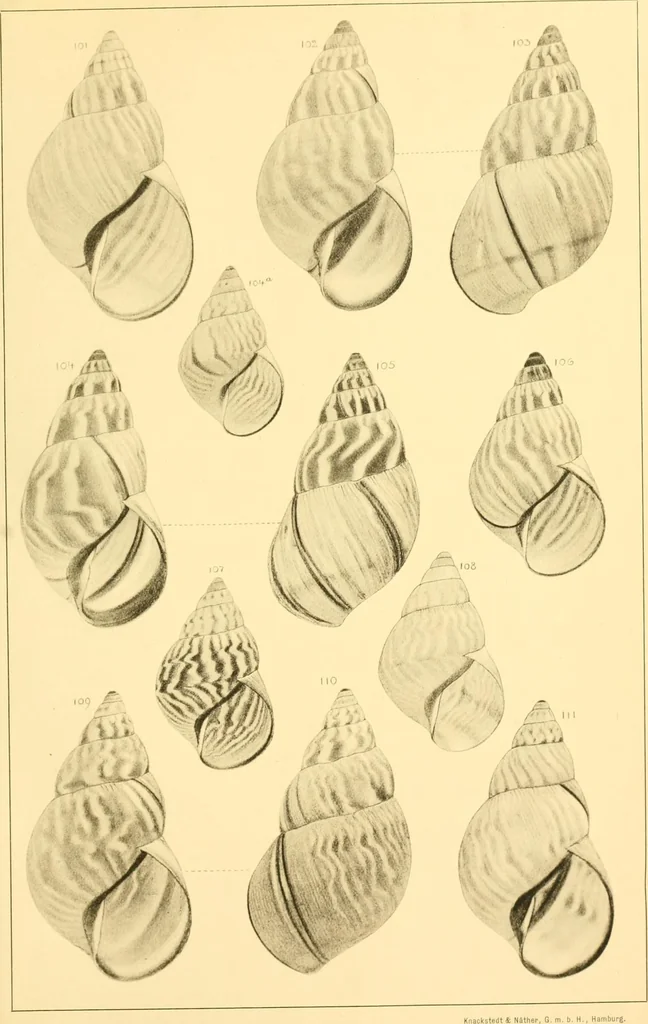 An illustration from Jahrbuch der hamburgischen Wissenschaftlichen Anstalten, 1883, leaf 732