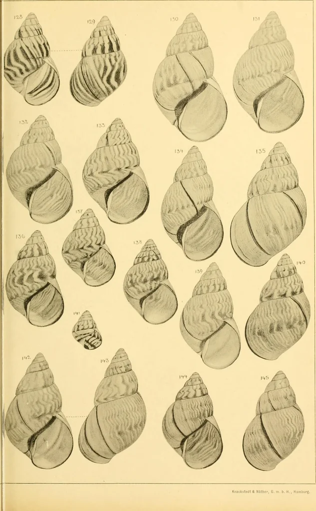 An illustration from Jahrbuch der hamburgischen Wissenschaftlichen Anstalten, 1883, leaf 736