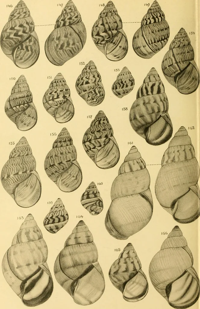 An illustration from Jahrbuch der hamburgischen Wissenschaftlichen Anstalten, 1883, leaf 741