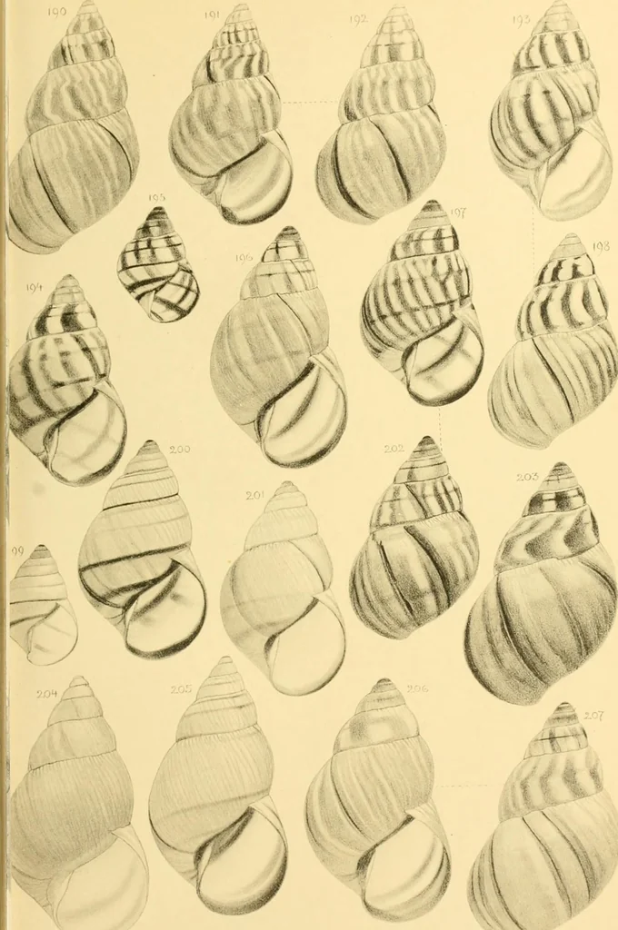 An illustration from Jahrbuch der hamburgischen Wissenschaftlichen Anstalten, 1883, leaf 748