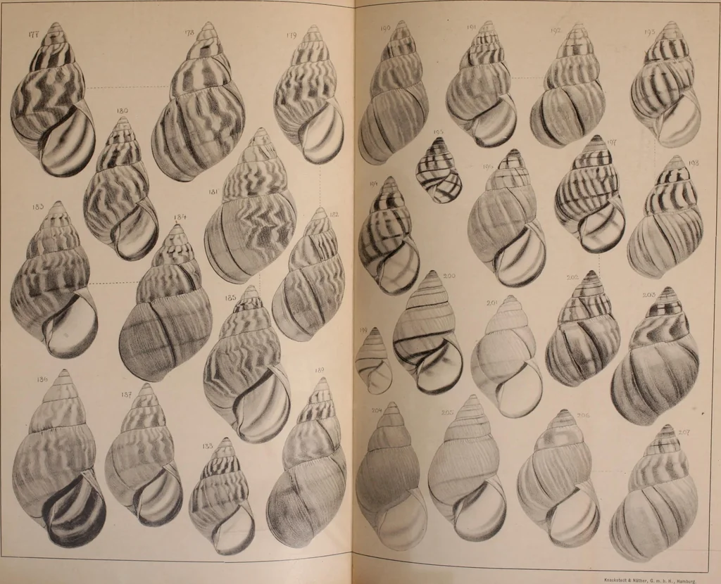 An illustration from Jahrbuch der hamburgischen Wissenschaftlichen Anstalten, 1883, leaf 750