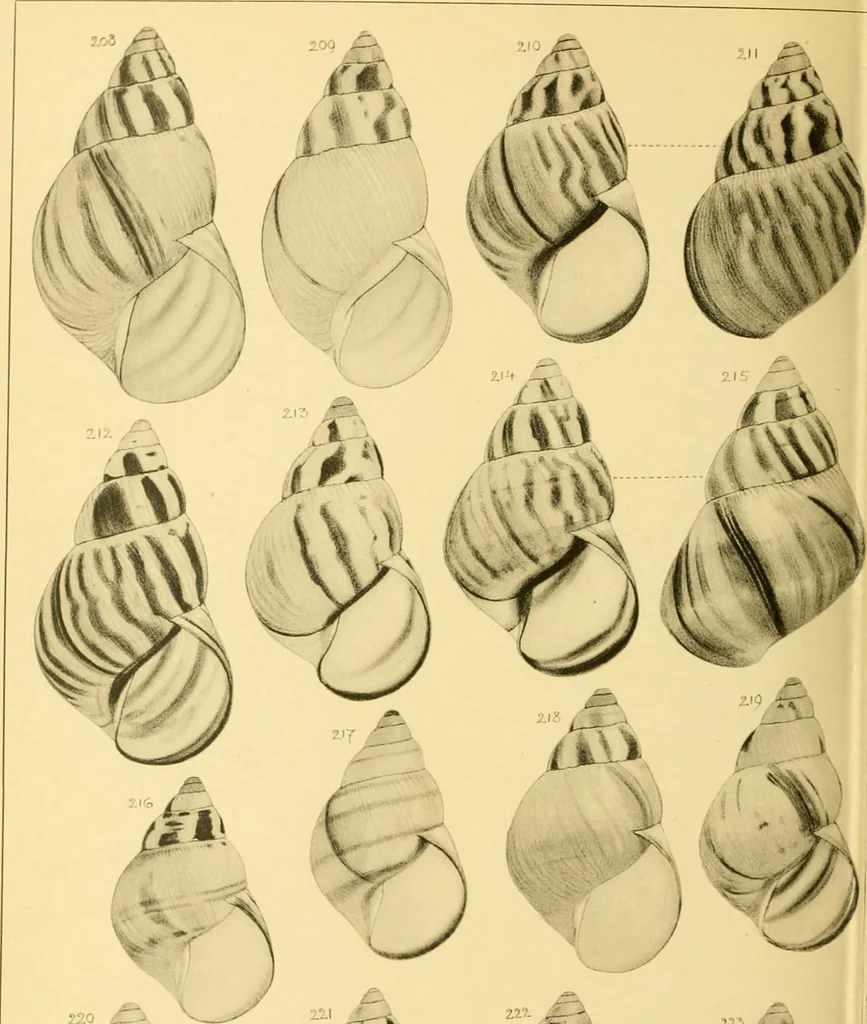 An illustration from Jahrbuch der hamburgischen Wissenschaftlichen Anstalten, 1883, leaf 753