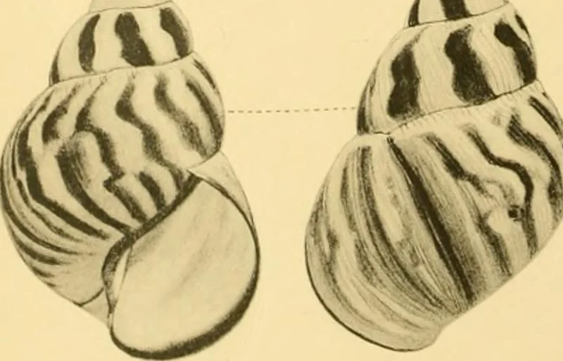 An illustration from Jahrbuch der hamburgischen Wissenschaftlichen Anstalten, 1883, leaf 753