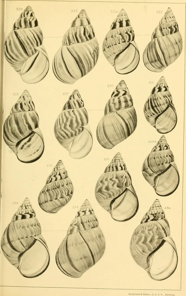 An illustration from Jahrbuch der hamburgischen Wissenschaftlichen Anstalten, 1883, leaf 754