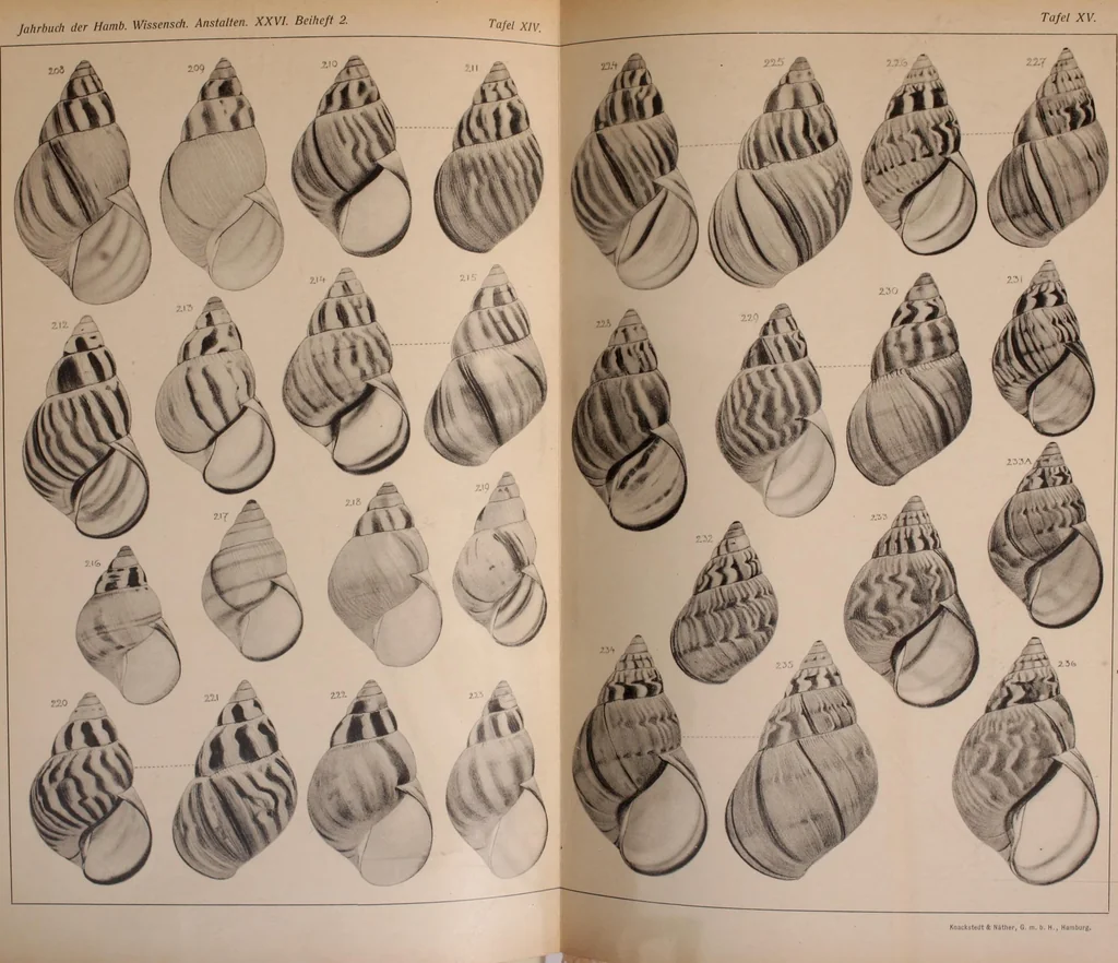 An illustration from Jahrbuch der hamburgischen Wissenschaftlichen Anstalten, 1883, leaf 756