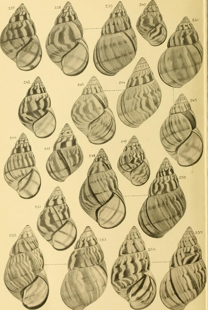 An illustration from Jahrbuch der hamburgischen Wissenschaftlichen Anstalten, 1883, leaf 759
