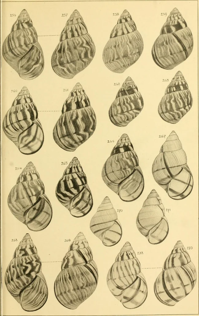 An illustration from Jahrbuch der hamburgischen Wissenschaftlichen Anstalten, 1883, leaf 760