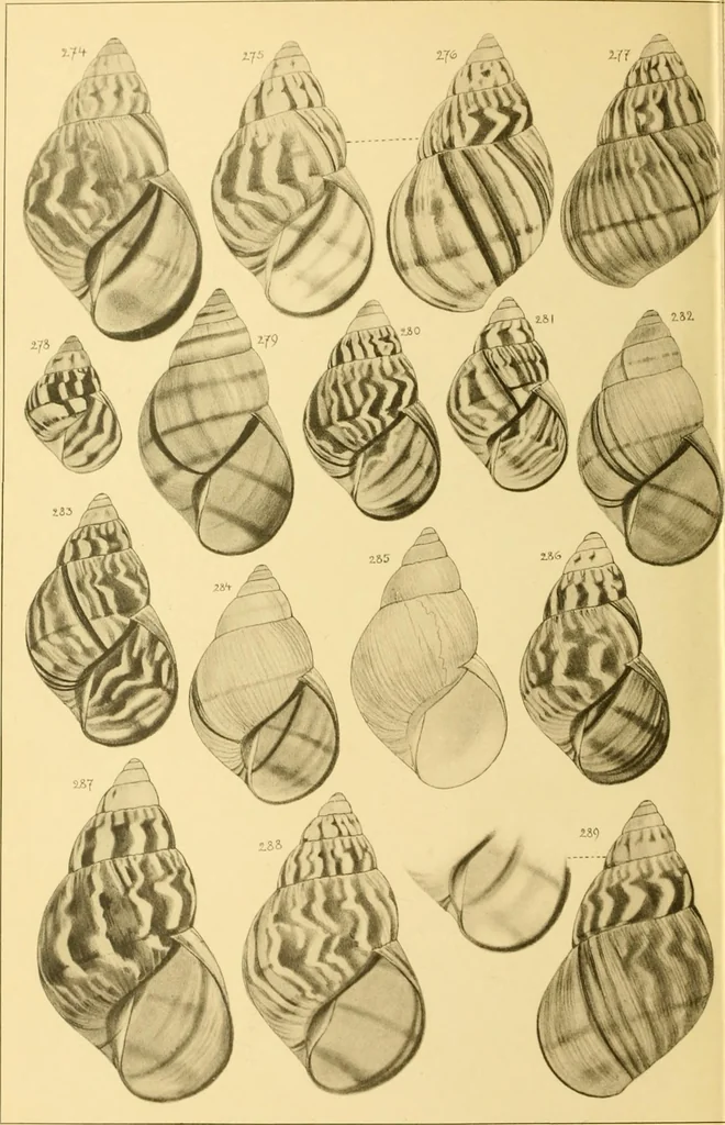 An illustration from Jahrbuch der hamburgischen Wissenschaftlichen Anstalten, 1883, leaf 765