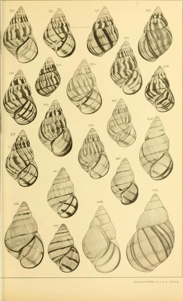 An illustration from Jahrbuch der hamburgischen Wissenschaftlichen Anstalten, 1883, leaf 766