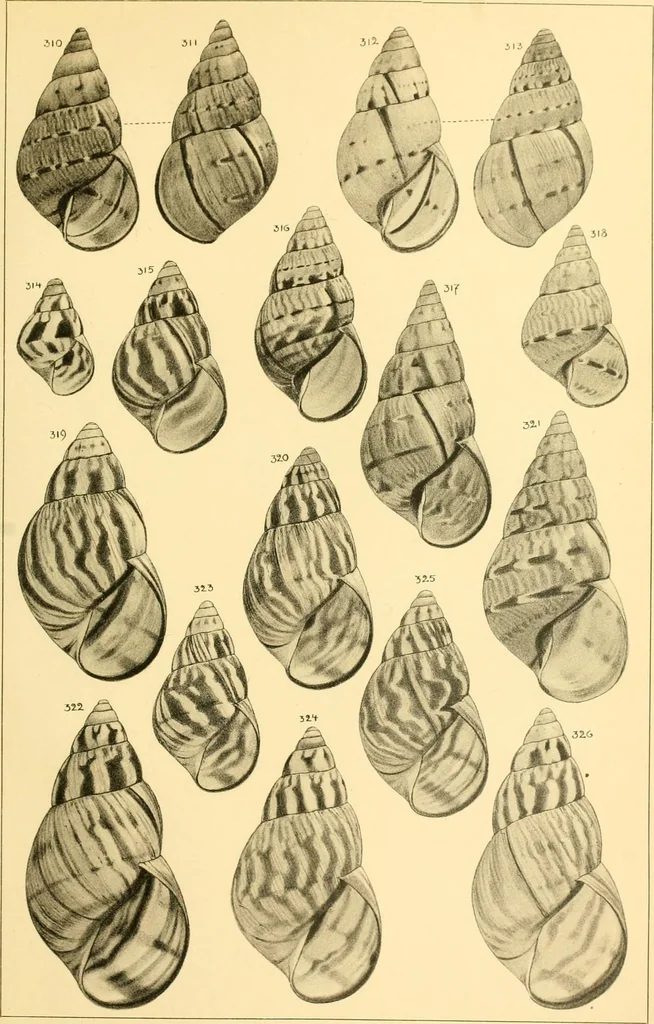 An illustration from Jahrbuch der hamburgischen Wissenschaftlichen Anstalten, 1883, leaf 770
