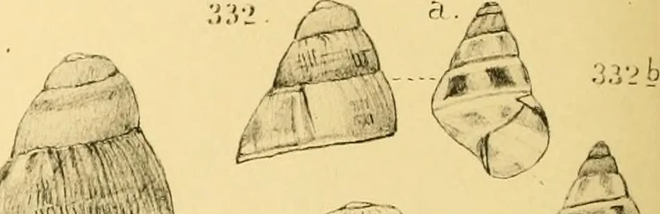 An illustration from Jahrbuch der hamburgischen Wissenschaftlichen Anstalten, 1883, leaf 773