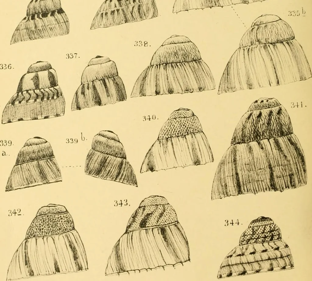 An illustration from Jahrbuch der hamburgischen Wissenschaftlichen Anstalten, 1883, leaf 773