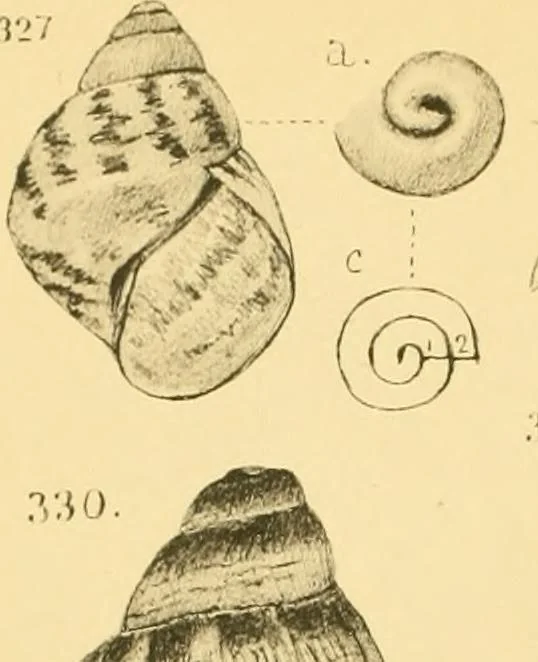 An illustration from Jahrbuch der hamburgischen Wissenschaftlichen Anstalten, 1883, leaf 773