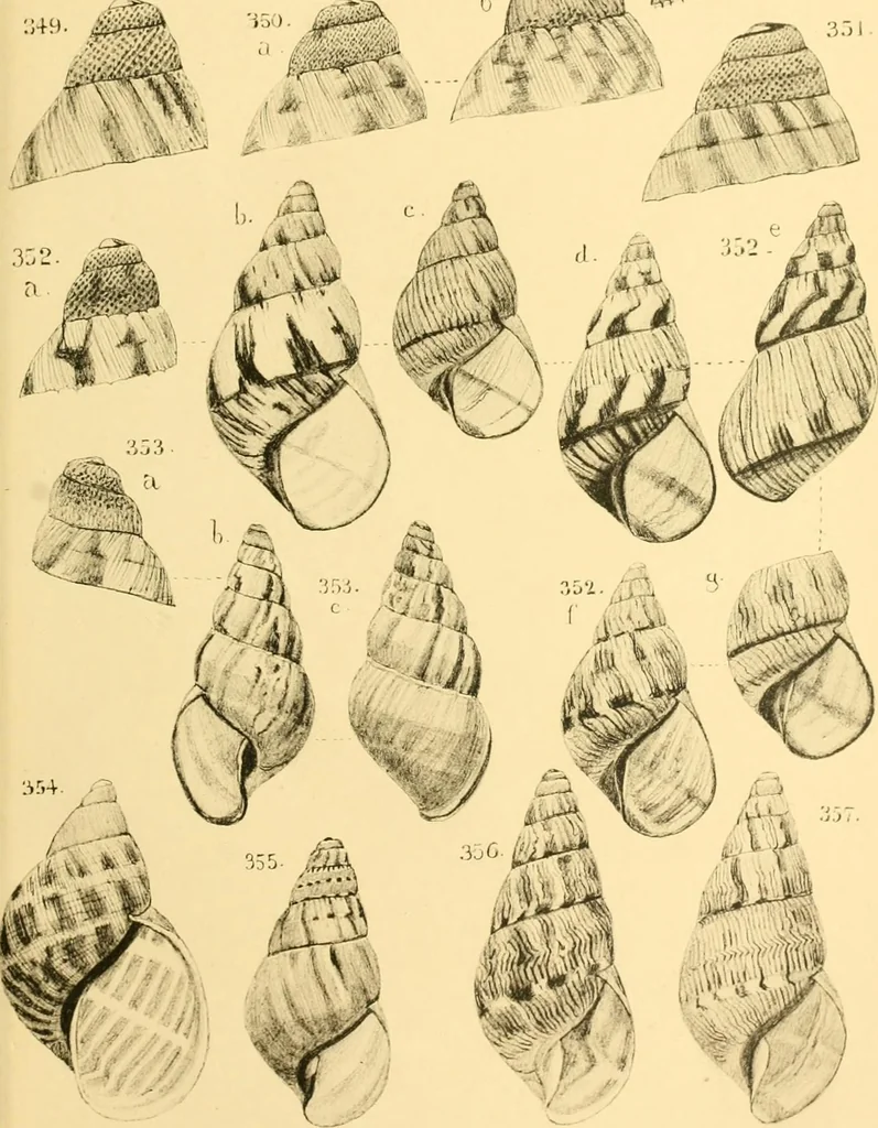 An illustration from Jahrbuch der hamburgischen Wissenschaftlichen Anstalten, 1883, leaf 774