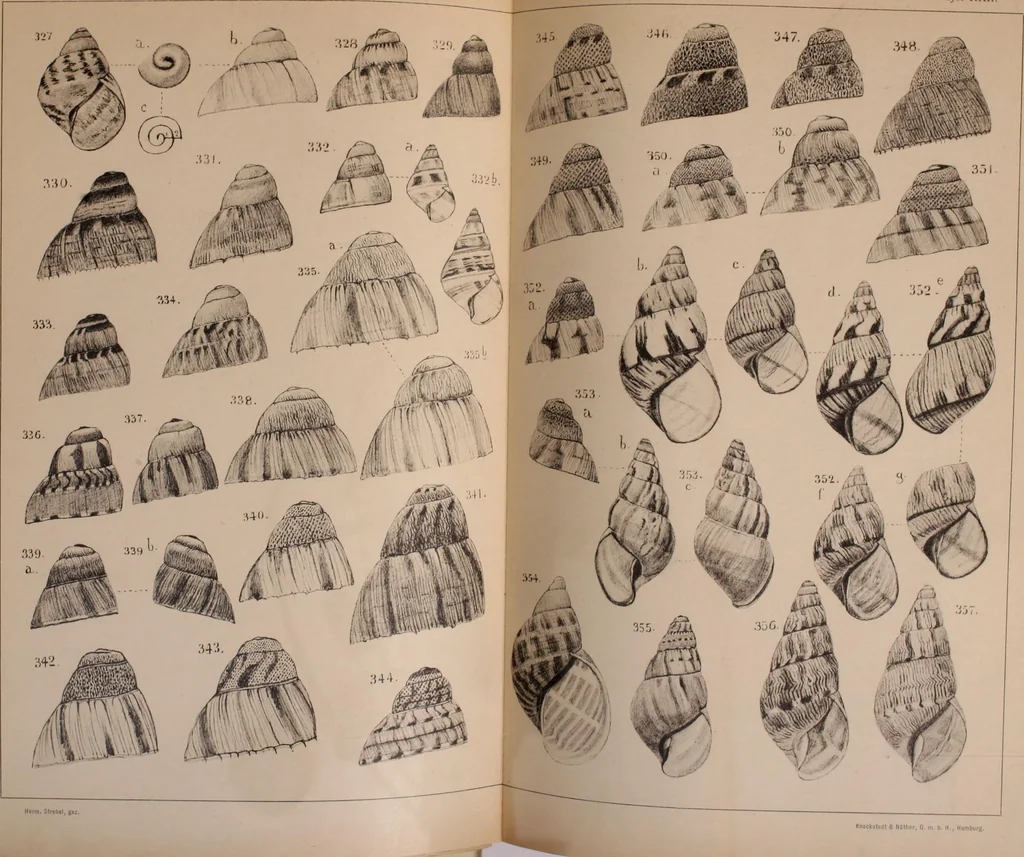 An illustration from Jahrbuch der hamburgischen Wissenschaftlichen Anstalten, 1883, leaf 776