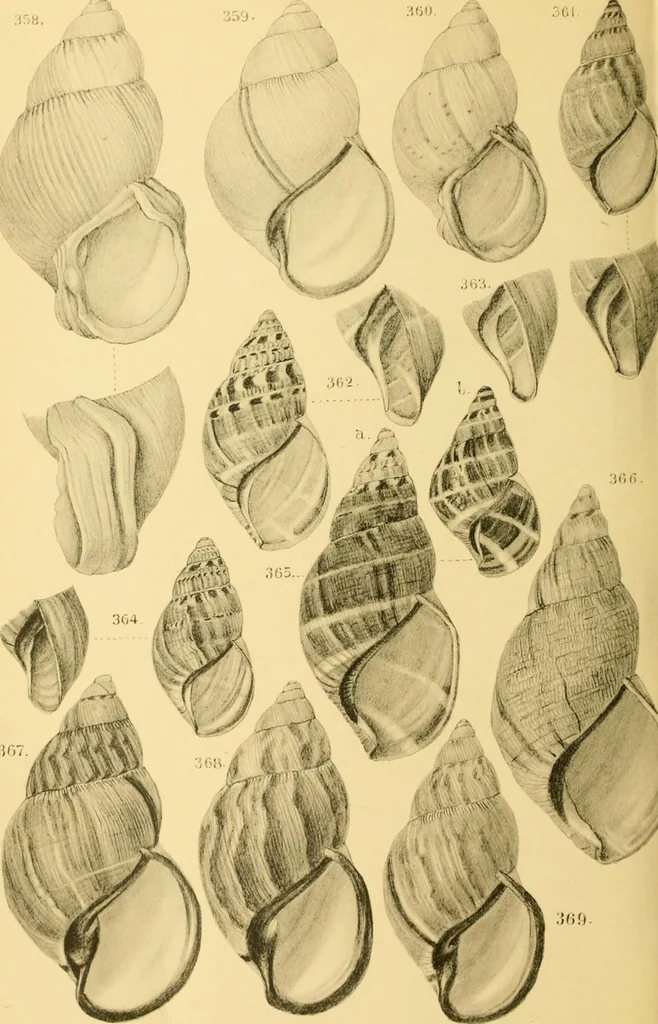 An illustration from Jahrbuch der hamburgischen Wissenschaftlichen Anstalten, 1883, leaf 779