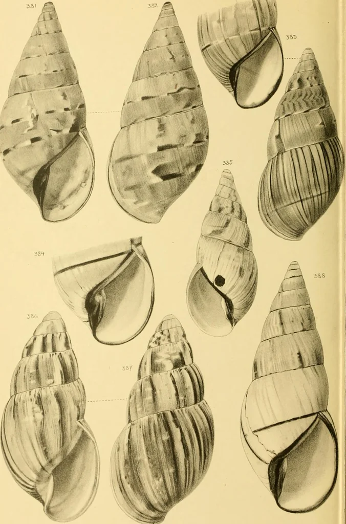 An illustration from Jahrbuch der hamburgischen Wissenschaftlichen Anstalten, 1883, leaf 785