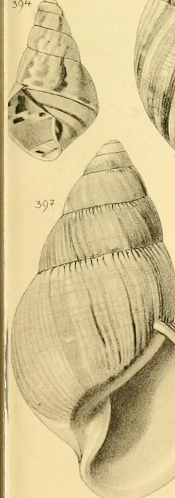 An illustration from Jahrbuch der hamburgischen Wissenschaftlichen Anstalten, 1883, leaf 786