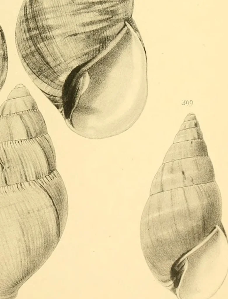 An illustration from Jahrbuch der hamburgischen Wissenschaftlichen Anstalten, 1883, leaf 786