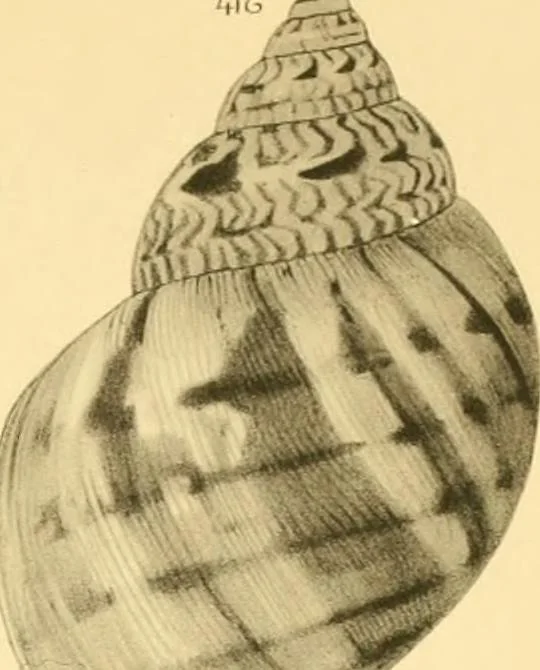 An illustration from Jahrbuch der hamburgischen Wissenschaftlichen Anstalten, 1883, leaf 792