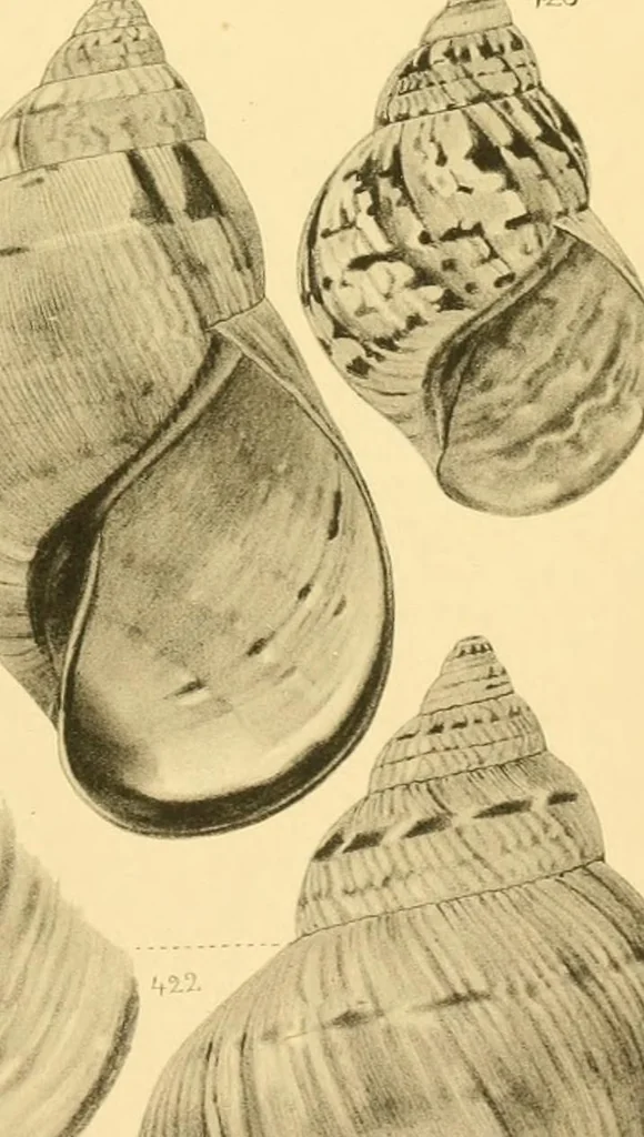 An illustration from Jahrbuch der hamburgischen Wissenschaftlichen Anstalten, 1883, leaf 792