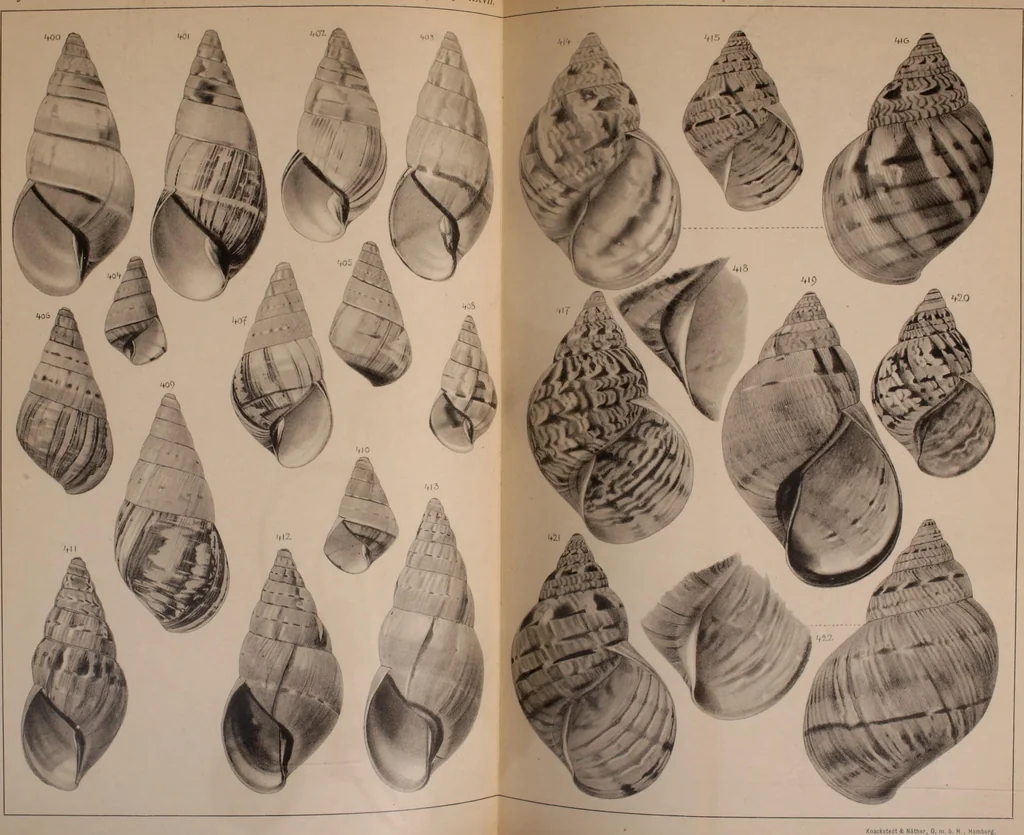 An illustration from Jahrbuch der hamburgischen Wissenschaftlichen Anstalten, 1883, leaf 794